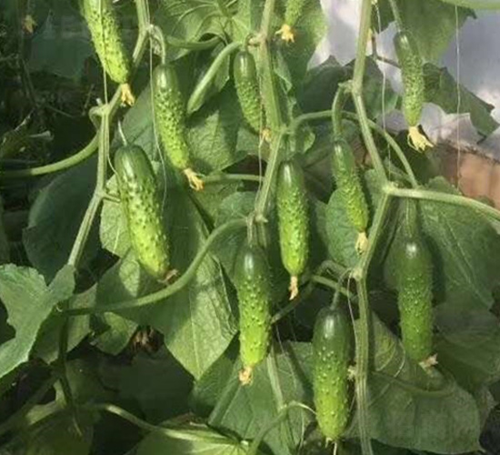 ���S��-�S�ϷN��-�A�~�N�I