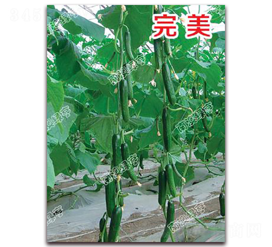 ����-С�S�ϷN��-�ϰľG��