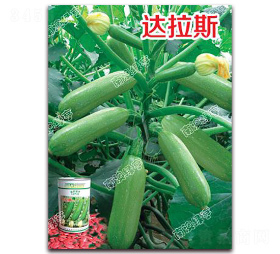 �_��˹-�����J�N��-�ϰľG��