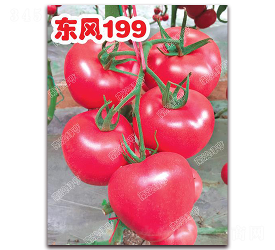 �|�L199-�۹����ѷN��-�ϰľG��