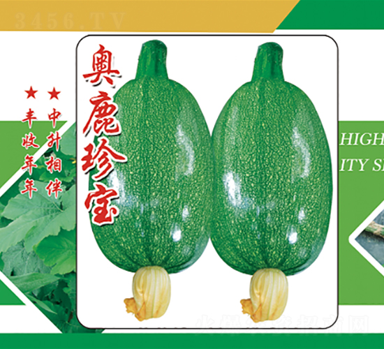 奧鹿珍寶-西葫蘆種子-中升農業