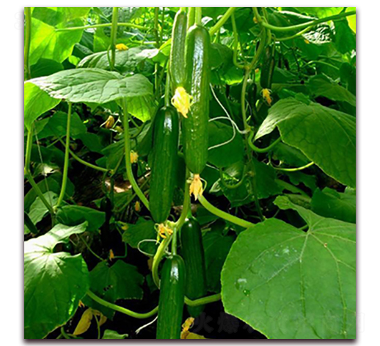 ����-�S�ϷN��-��ʢԪ