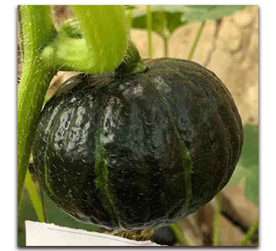 �ձ�3̖-�ϹϷN��-��ʢԪ