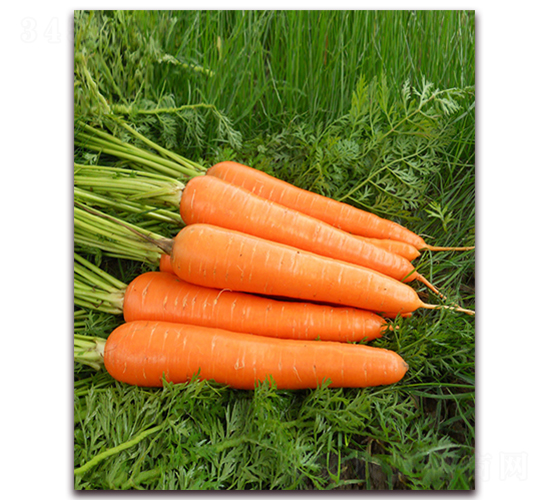 �t�S808-���}���N��-���r���v