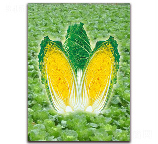 ��-���޲˷N��-���r(n��ng)���v