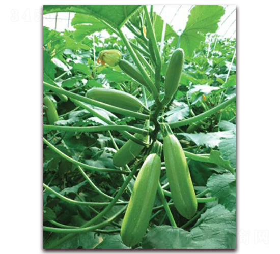 天騰36-西葫蘆種子-中農天騰