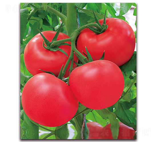 新荷蘭巨粉-早熟粉果番茄種子-中農天騰