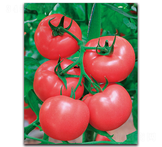 中農五號-大果型粉果番茄種子-中農天騰