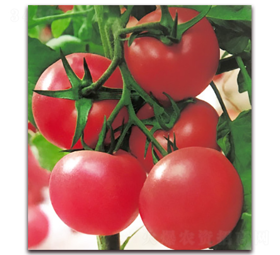 荷蘭超早五號-早熟粉果番茄種子-中農天騰