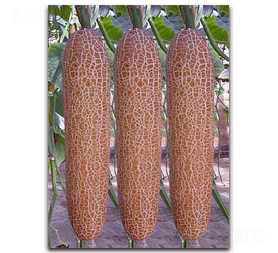 ���S��-�S�ϷN��-�ꂥ�N�I