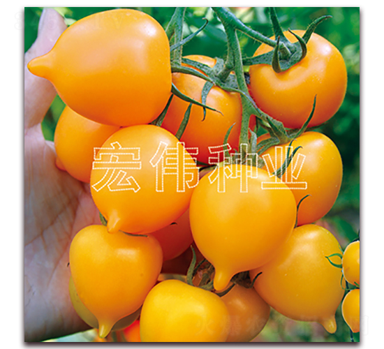 ����һ̖-�������t���N��-�ꂥ�N�I