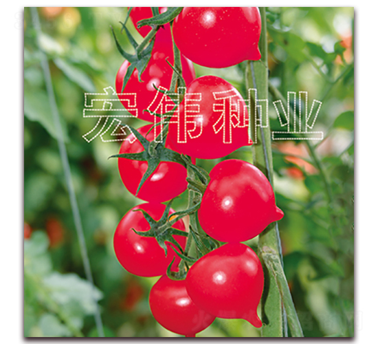 ����һ̖-�������t���N��-�ꂥ�N�I