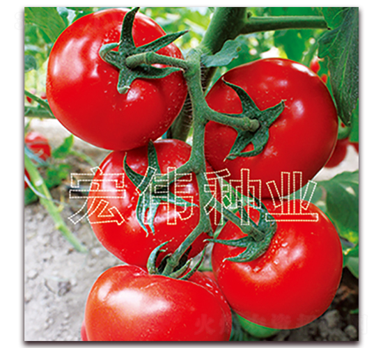 ȫ��218-�t�����t���N��-�ꂥ�N�I