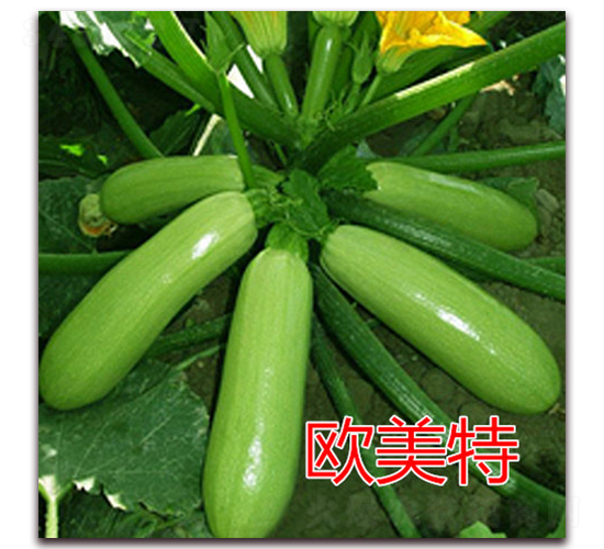 歐美特-西葫蘆種子-億諾農業