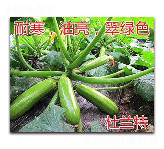 杜蘭特-西葫蘆種子-億諾農業