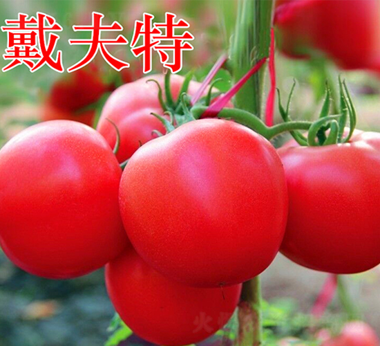 ������-�۹����ѷN��-�f���r�I