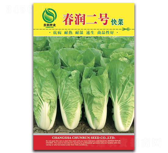春潤二號-白菜種子-春潤種業(yè)