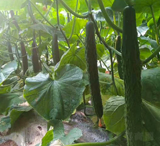 ������8̖-�S�ϷN��-���N�I