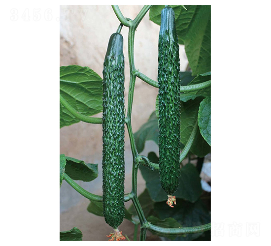 ������65-�S�ϷN��-���N�I