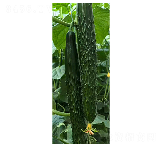 �G��A6-�S�ϷN��-���N�I