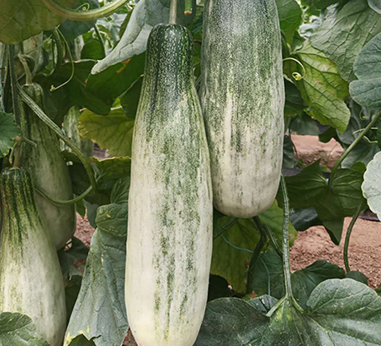 博洋9號(hào)-甜瓜種子-天宏種業(yè)