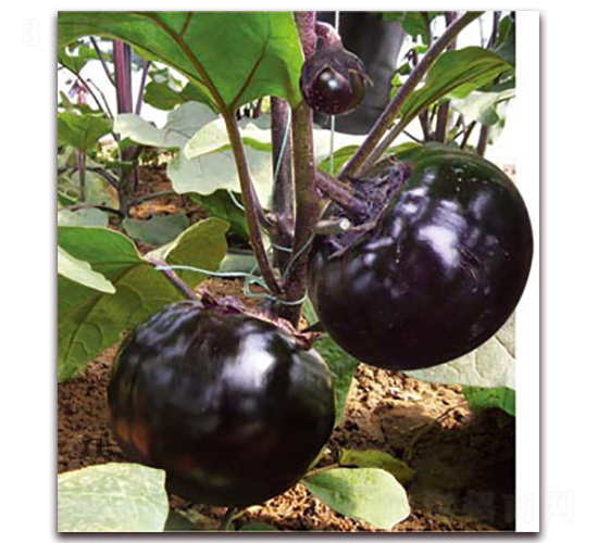 ���t�ڴT-���ӷN��-�ѹ��N�I