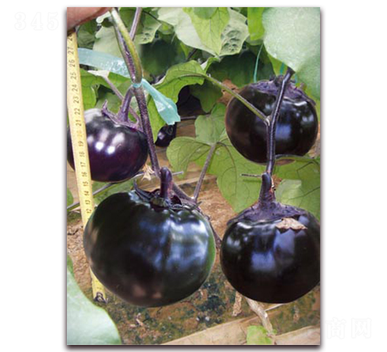 �A�s����-���ӷN��-�ѹ��N�I