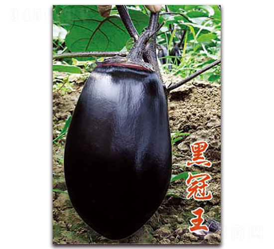 �ڹ���-���ӷN��-�ѹ��N�I(y��)