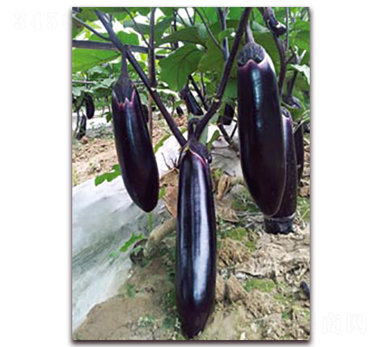 ���I��-���ӷN��-�ѹ��N�I