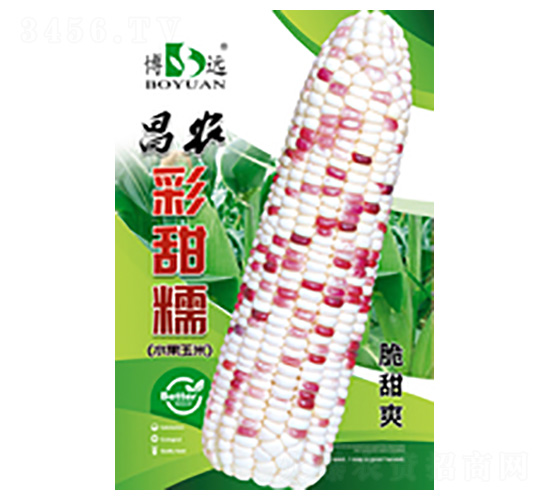 彩甜糯-昌農種業