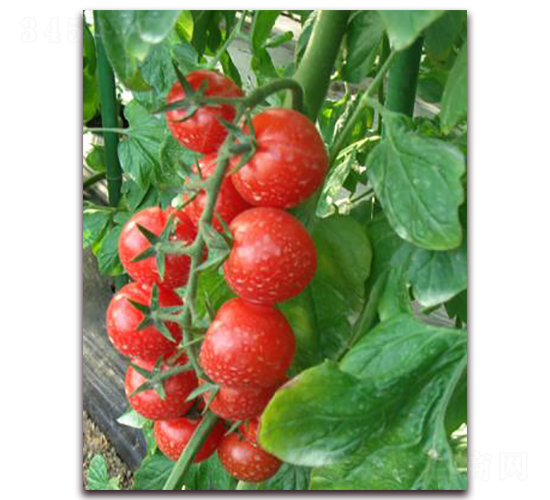 �t�����ͷ���-���ѷN��-���\�N��