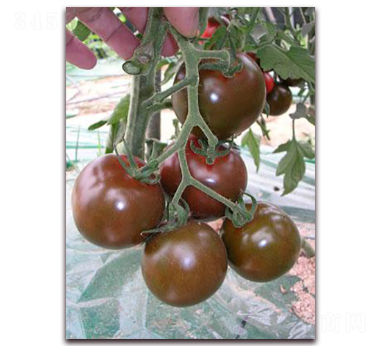 ����100С����-���ѷN��-���\�N��