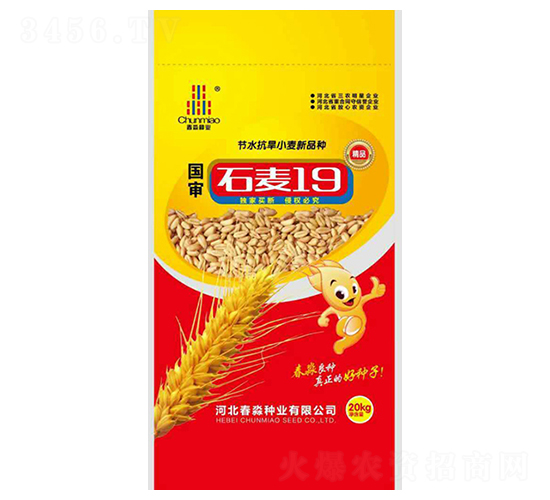 石麥19號(hào)-春淼種業(yè)