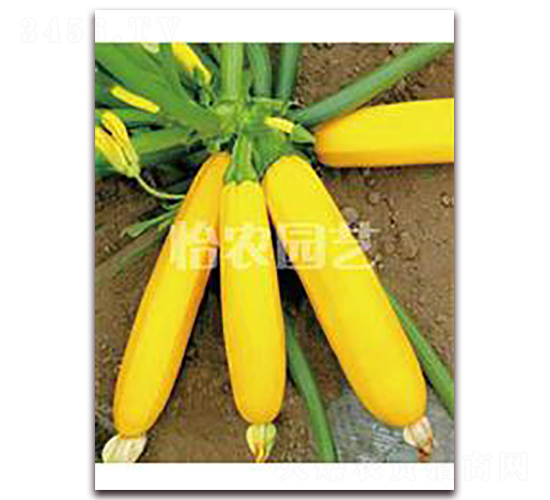 金皮西葫蘆-西葫蘆種子-怡農園藝