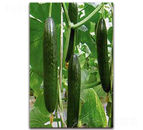 ����-�S�ϷN��-���r(n��ng)�@ˇ