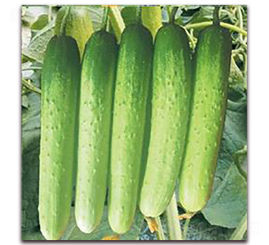 ���S��-�S�ϷN��-���r�@ˇ