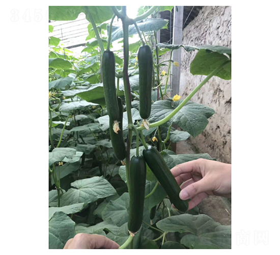 乾德1517-水果黃瓜種子-凌廣農業