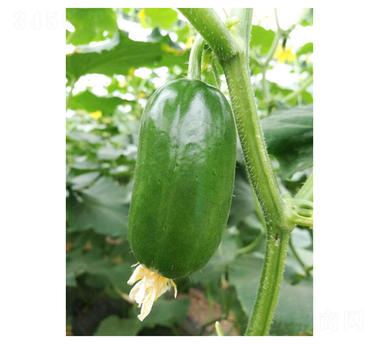 ��ͯ-ˮ���S�ϷN��-��V�r�I