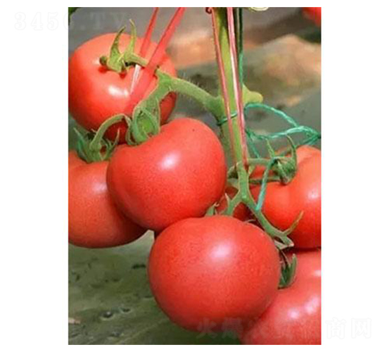 �t��6̖-���ѷN��-�֮���r�I(y��)