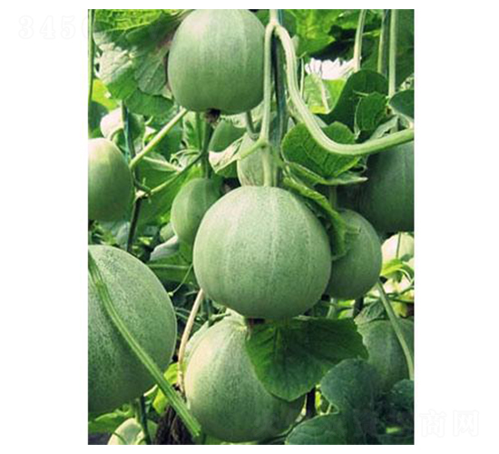 �G�����-��ϷN��-�֮���r�I(y��)