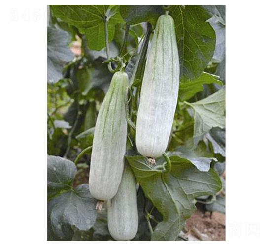 �¸��������-��ϷN��-�֮���r(n��ng)�I(y��)