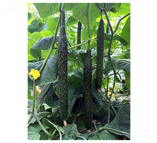黃瓜一號-黃瓜種子-涑之畔農業