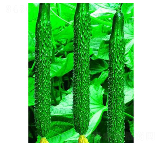 ʢ�����-�S�ϷN��-�֮���r�I