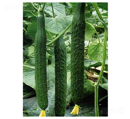 ���߶�ʢ-�S�ϷN��-�֮���r�I