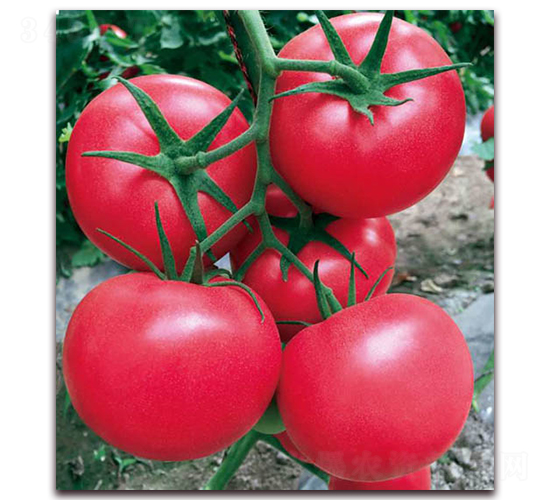 ������-���ѷN��-������