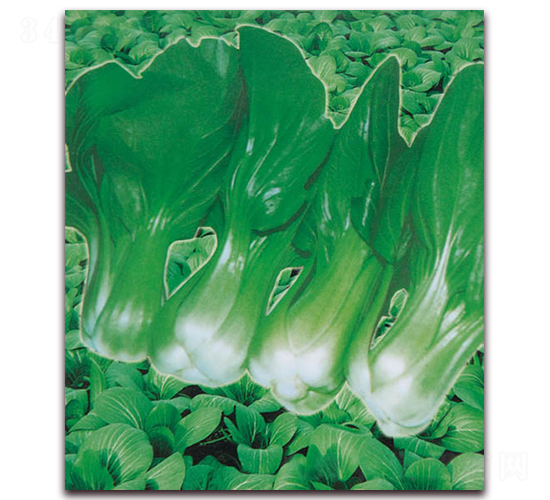 �����Ϻ���-�๣�˷N��-������