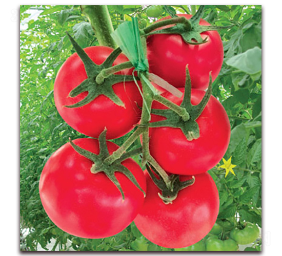 �ݷ���̖����-���ѷN��-�M��N��