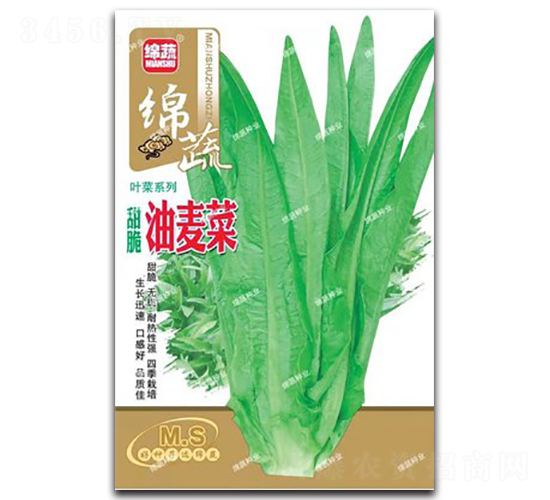甜脆油麥菜-油麥菜種子-綿蔬種業