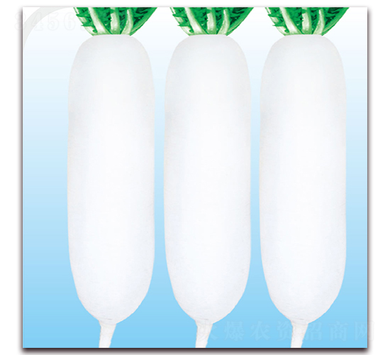 白玉二號-蘿卜種子-美之奧