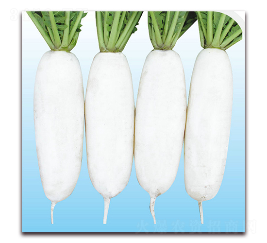 ����3̖-�}���N��-��֮�W